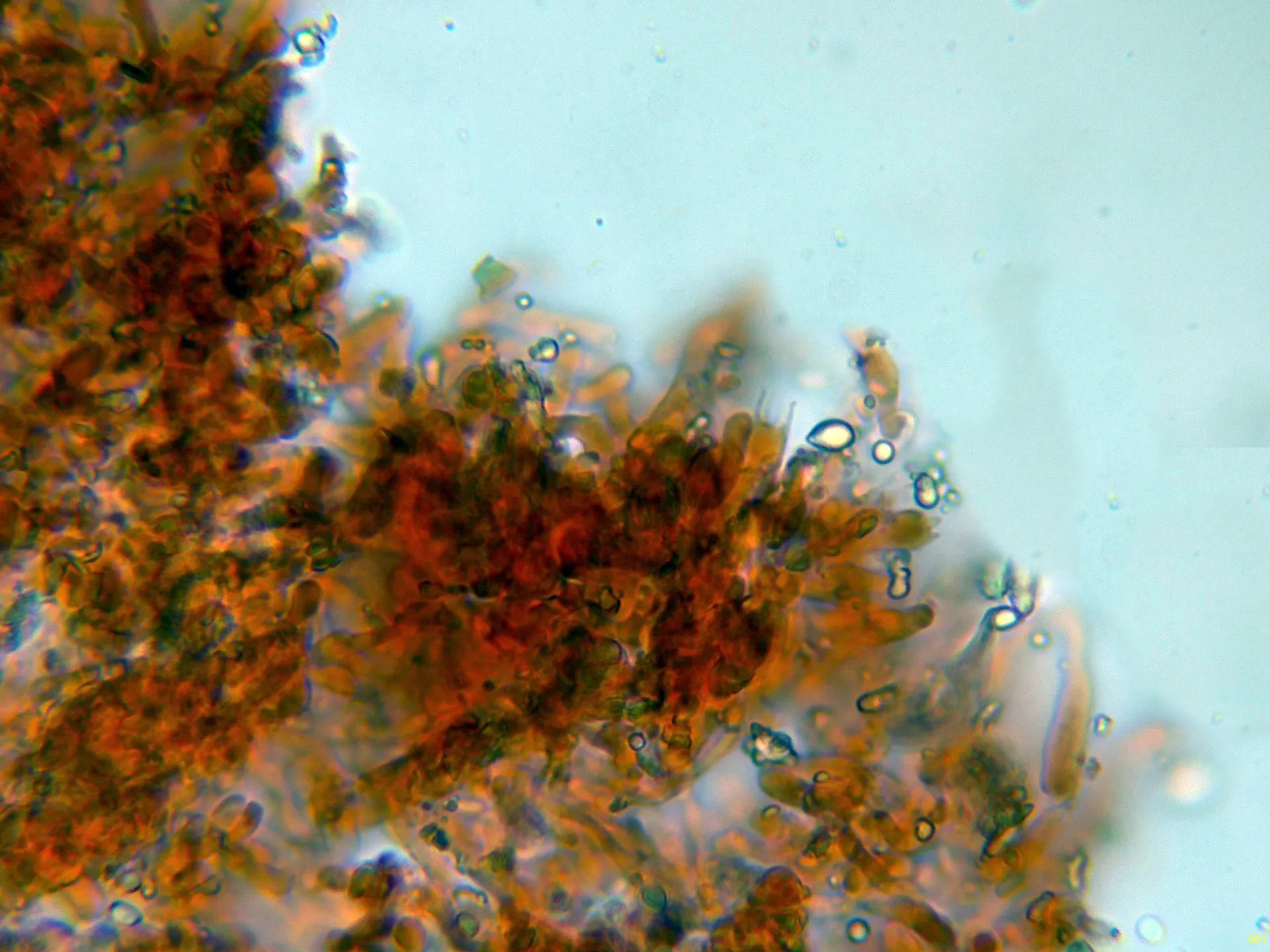 Microscopía de Pseudomerulius aureus - 10 - Basidio tetra-001